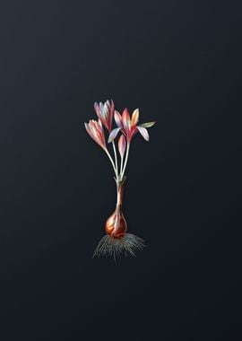 Vintage Autumn Crocus