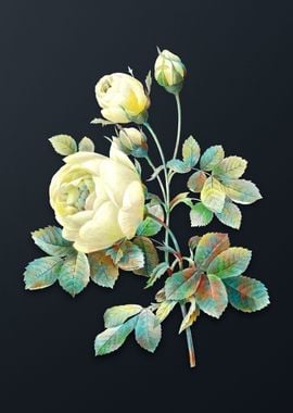 Vintage Yellow Rose Flower