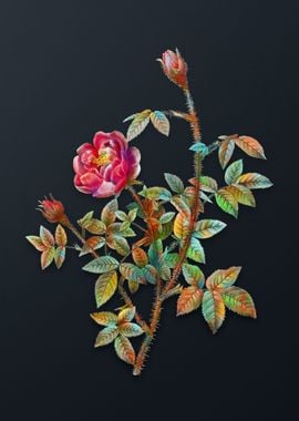 Vintage Moss Rose Flower