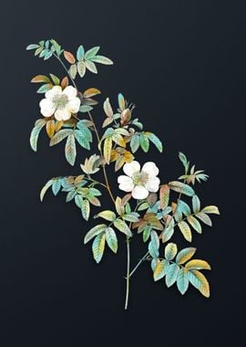 Vintage Musk Rose Flower