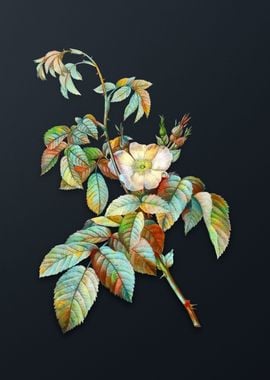 Vintage Apple Rose Flower