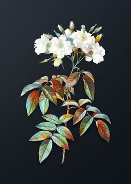 Vintage Musk Rose Flower