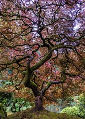 Japanese Maple Tree