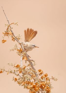 Scrub Warbler