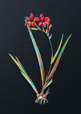 Gladiolus Cardinalis