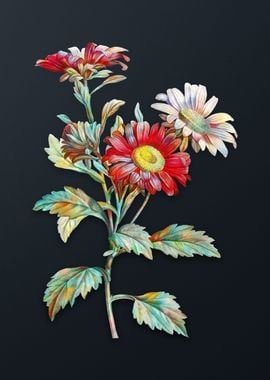 Vintage Red Aster Flowers