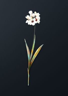 Vintage Ixia Maculata