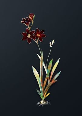 Vintage Ixia Grandiflora