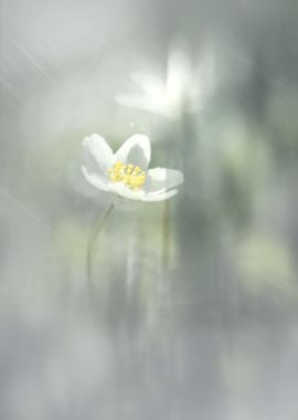 White forest anemone