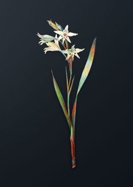 Gladiolus Cuspidatus