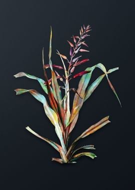 Pitcairnia Bromeliaefolia