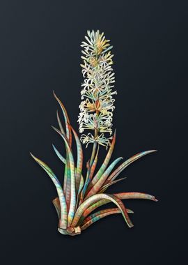 Vintage Snake Plant Flower