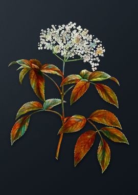 Elderberry Flowering Plant