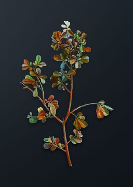 Vintage European Buckthorn