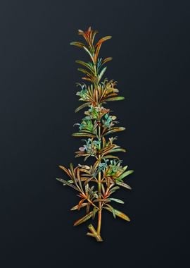 Vintage Rosemary Flower