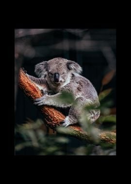 Koala