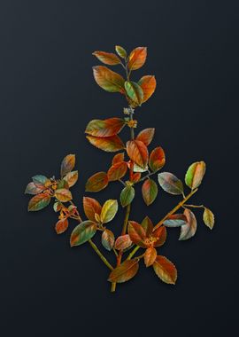 Vintage Italian Buckthorn