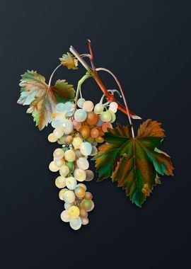 Vintage Muscat Grape