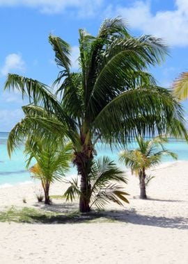 Palm tree at the Sea Beach