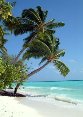 Palm tree at the Sea Beach