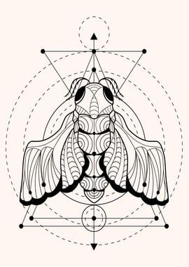 Geometric cicada insect