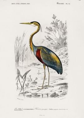 Ardea purpurea