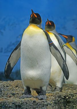 King Penguins in Nature