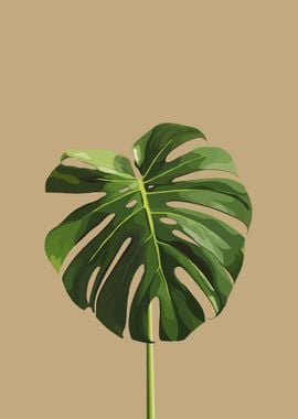 Monstera Minimalist Plant