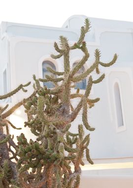 Santorini Cactus Dream 1 