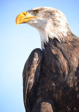 A Bald Eagle 