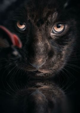 Black Jaguar Cub