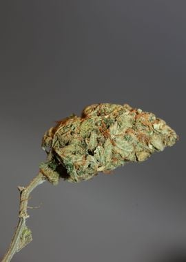 Cannabis bud Lemon haze