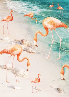 Caribbean Flamingo Dream 2