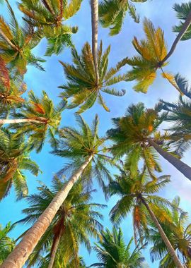 Coconut Trees Blue Sky