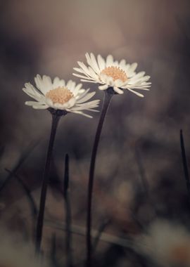 Cute little field daisies