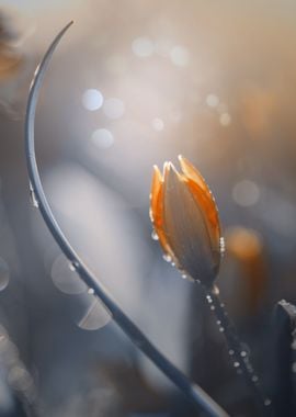 Enchanted tulip in garden