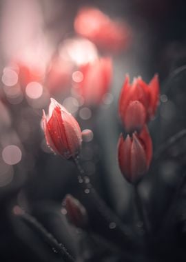 Red botanical tulip, macro