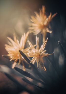 Yellow miniature daffodils