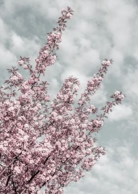 Cherry blossoms and sky