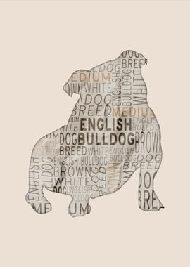 English Bulldog