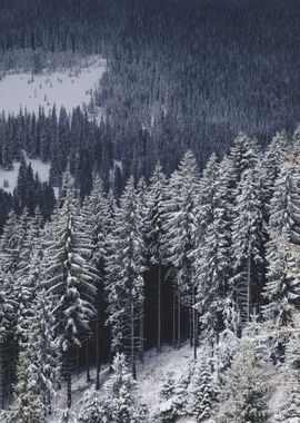 Frozen Forest