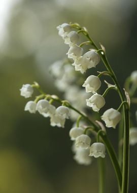 Lily of the valley