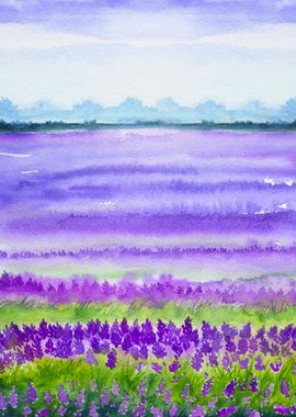 Spring Lavender Fields