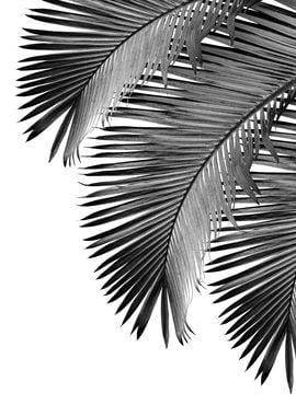 Palm Leaves Bliss 2