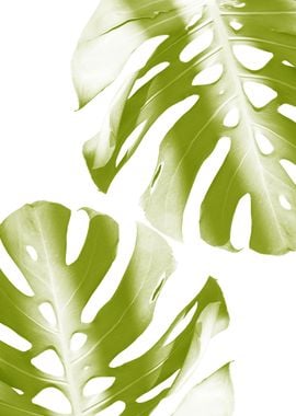 Soft Green Monstera Leaves