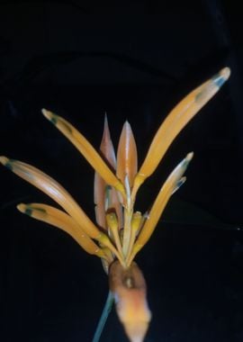 heliconia rostrata