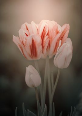 Pink tulips, macro, garden