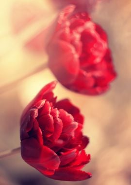 Red tulips in garden