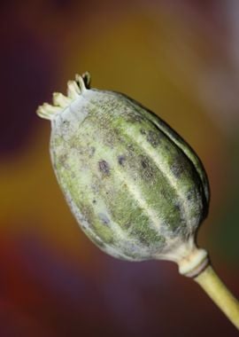 Papaver somniferum fruit