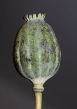 Papaver somniferum fruit